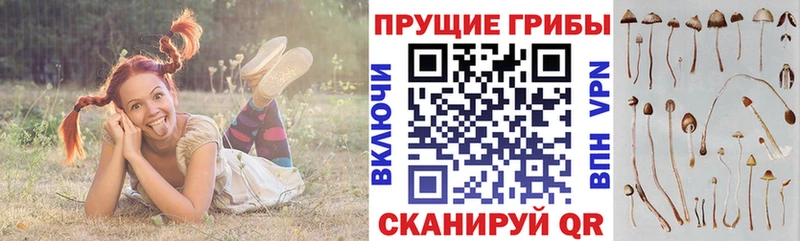 Псилоцибиновые грибы прущие грибы  Северодвинск 